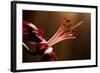 Close Up of Pink Lily. Selective Focus-Daniil Belyay-Framed Photographic Print