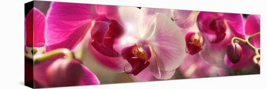 Close-Up of Pink Orchid Flowers-null-Stretched Canvas