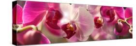 Close-Up of Pink Orchid Flowers-null-Stretched Canvas