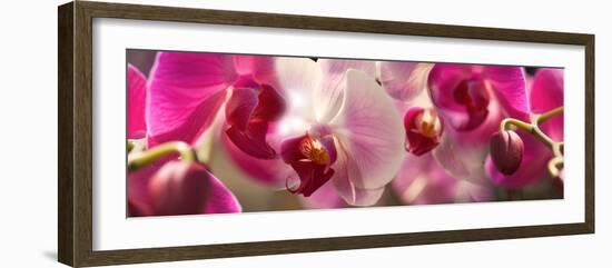 Close-Up of Pink Orchid Flowers-null-Framed Photographic Print