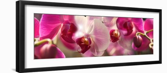 Close-Up of Pink Orchid Flowers-null-Framed Photographic Print