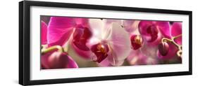 Close-Up of Pink Orchid Flowers-null-Framed Photographic Print