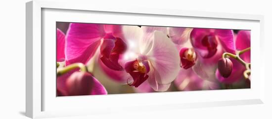 Close-Up of Pink Orchid Flowers-null-Framed Photographic Print