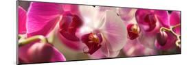 Close-Up of Pink Orchid Flowers-null-Mounted Photographic Print