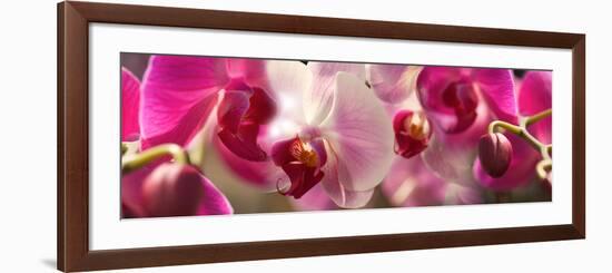 Close-Up of Pink Orchid Flowers-null-Framed Photographic Print