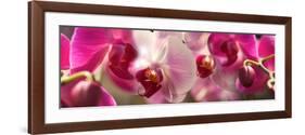 Close-Up of Pink Orchid Flowers-null-Framed Photographic Print