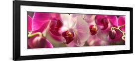 Close-Up of Pink Orchid Flowers-null-Framed Photographic Print