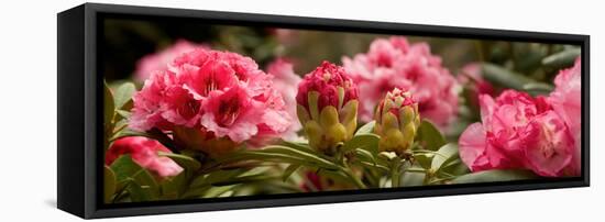 Close-Up of Pink Rhododendron Flowers in Bloom-null-Framed Stretched Canvas