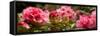Close-Up of Pink Rhododendron Flowers in Bloom-null-Framed Stretched Canvas