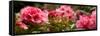 Close-Up of Pink Rhododendron Flowers in Bloom-null-Framed Stretched Canvas