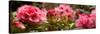 Close-Up of Pink Rhododendron Flowers in Bloom-null-Stretched Canvas