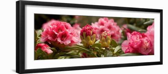 Close-Up of Pink Rhododendron Flowers in Bloom-null-Framed Photographic Print
