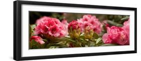 Close-Up of Pink Rhododendron Flowers in Bloom-null-Framed Photographic Print