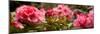 Close-Up of Pink Rhododendron Flowers in Bloom-null-Mounted Photographic Print