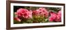 Close-Up of Pink Rhododendron Flowers in Bloom-null-Framed Photographic Print