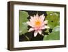 Close-Up of Pink Water Lily among Leaves-Nick Dale-Framed Photographic Print