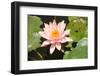 Close-Up of Pink Water Lily among Leaves-Nick Dale-Framed Photographic Print