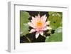 Close-Up of Pink Water Lily among Leaves-Nick Dale-Framed Photographic Print