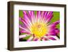 Close up of Pink Water Lily.-happymay-Framed Photographic Print