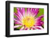 Close up of Pink Water Lily.-happymay-Framed Photographic Print