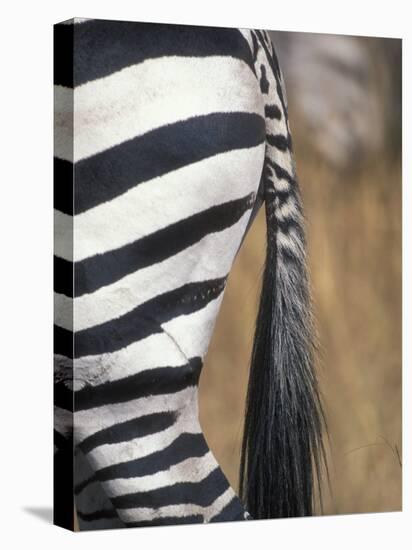 Close-Up of Plains Zebra, Masai Mara Game Reserve, Kenya-Paul Souders-Stretched Canvas