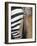 Close-Up of Plains Zebra, Masai Mara Game Reserve, Kenya-Paul Souders-Framed Photographic Print