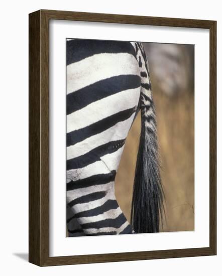 Close-Up of Plains Zebra, Masai Mara Game Reserve, Kenya-Paul Souders-Framed Photographic Print