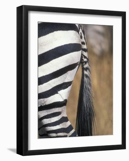 Close-Up of Plains Zebra, Masai Mara Game Reserve, Kenya-Paul Souders-Framed Photographic Print