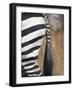 Close-Up of Plains Zebra, Masai Mara Game Reserve, Kenya-Paul Souders-Framed Photographic Print