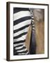 Close-Up of Plains Zebra, Masai Mara Game Reserve, Kenya-Paul Souders-Framed Photographic Print