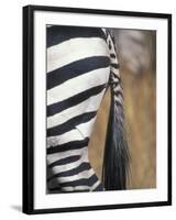 Close-Up of Plains Zebra, Masai Mara Game Reserve, Kenya-Paul Souders-Framed Photographic Print