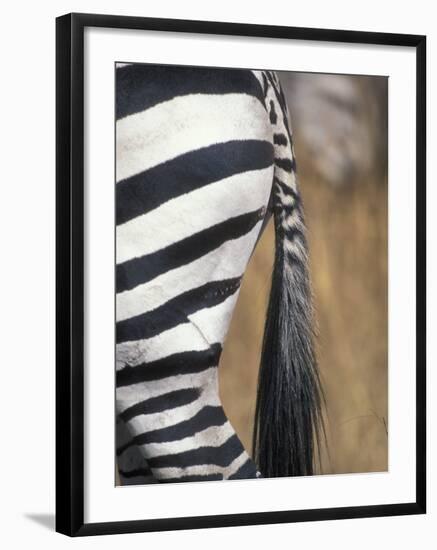 Close-Up of Plains Zebra, Masai Mara Game Reserve, Kenya-Paul Souders-Framed Photographic Print