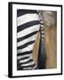 Close-Up of Plains Zebra, Masai Mara Game Reserve, Kenya-Paul Souders-Framed Photographic Print