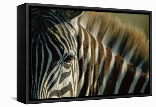 Close-Up of Plains Zebra-Paul Souders-Framed Stretched Canvas