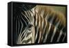 Close-Up of Plains Zebra-Paul Souders-Framed Stretched Canvas