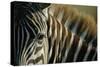 Close-Up of Plains Zebra-Paul Souders-Stretched Canvas