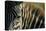 Close-Up of Plains Zebra-Paul Souders-Stretched Canvas