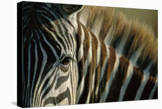 Close-Up of Plains Zebra-Paul Souders-Stretched Canvas