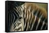Close-Up of Plains Zebra-Paul Souders-Framed Stretched Canvas