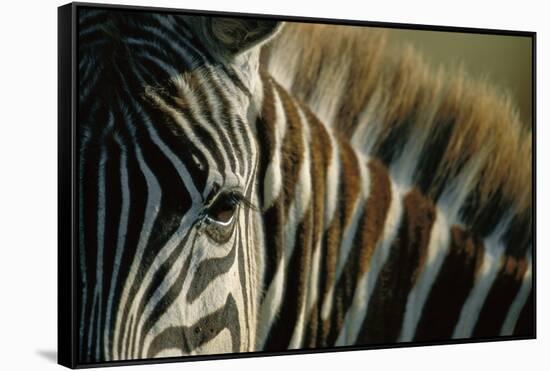 Close-Up of Plains Zebra-Paul Souders-Framed Stretched Canvas