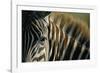 Close-Up of Plains Zebra-Paul Souders-Framed Photographic Print