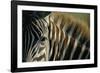 Close-Up of Plains Zebra-Paul Souders-Framed Photographic Print