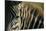 Close-Up of Plains Zebra-Paul Souders-Mounted Photographic Print