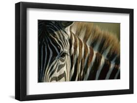 Close-Up of Plains Zebra-Paul Souders-Framed Photographic Print