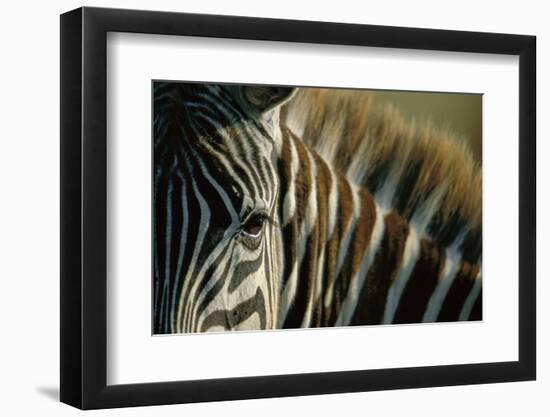 Close-Up of Plains Zebra-Paul Souders-Framed Photographic Print