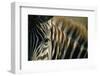 Close-Up of Plains Zebra-Paul Souders-Framed Photographic Print