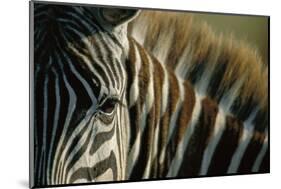 Close-Up of Plains Zebra-Paul Souders-Mounted Photographic Print