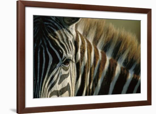 Close-Up of Plains Zebra-Paul Souders-Framed Photographic Print