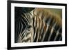 Close-Up of Plains Zebra-Paul Souders-Framed Photographic Print