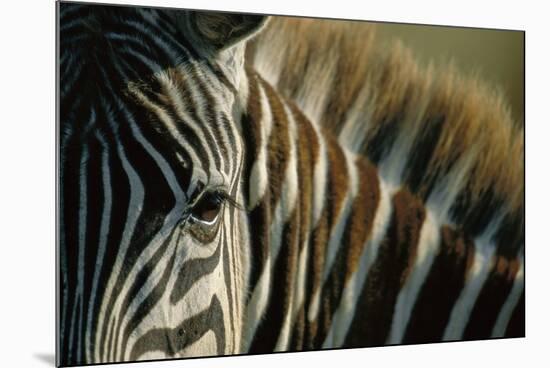 Close-Up of Plains Zebra-Paul Souders-Mounted Photographic Print